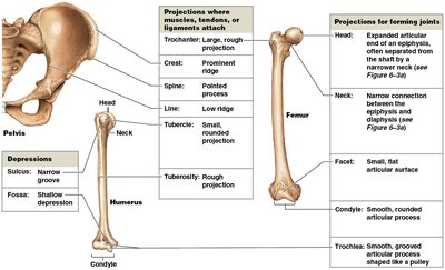 Bone markings: projections and depressions on long bones