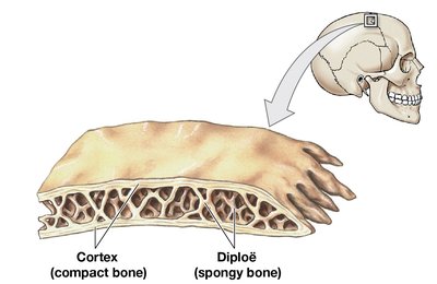 Structure of a flat bone (parietal bone)