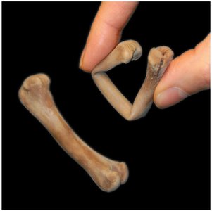 Bone lacking a calcified matrix is flexible