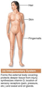 Integumentary system