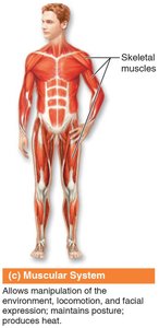 Muscular system