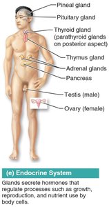 Endocrine system