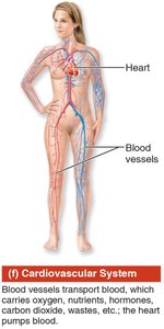 Cardiovascular system