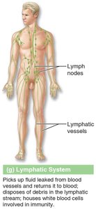 Lymphatic system