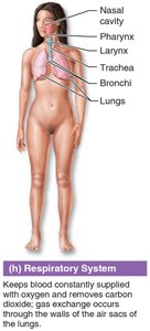 Respiratory system