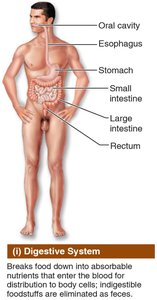 Digestive system
