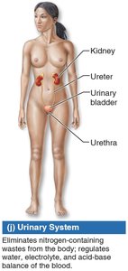 Urinary system