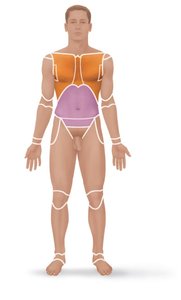 Anatomical position and regional terms