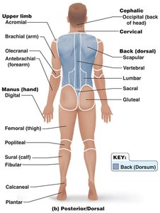 Posterior regional terms