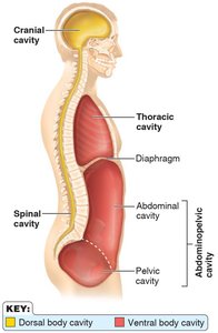 Body cavities