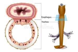 Trachea cross-section and histology