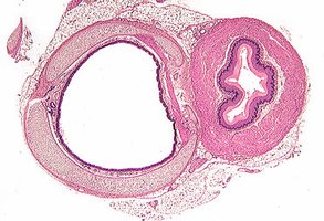 Trachea and esophagus histology