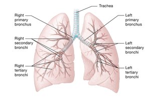 Bronchial tree branching