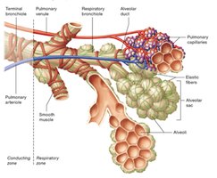 Hilum of the lung