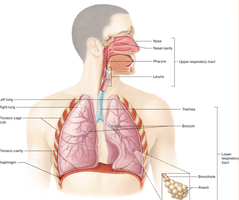 Diagram of the respiratory system showing upper and lower tracts