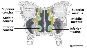 Coronal section showing conchae and meatuses