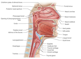 Sagittal section showing larynx and pharynx