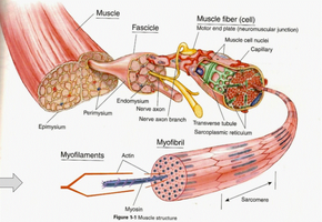 Diagram showing the hierarchical structure of skeletal muscle from muscle to myofibril