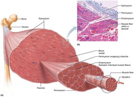 Diagram showing connective tissue sheaths of skeletal muscle
