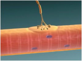 Diagram of neuromuscular junction