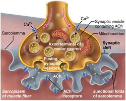 Detailed diagram of synaptic transmission at the neuromuscular junction