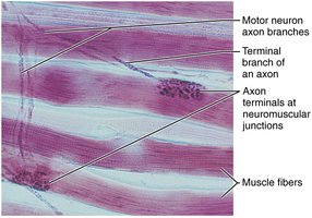 Photomicrograph of neuromuscular junctions