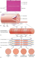 Detailed diagram of muscle fiber, myofibril, and sarcomere structure