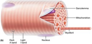 Diagram of a muscle fiber showing sarcolemma, mitochondria, and myofibrils