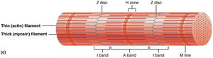 Diagram of a myofibril showing sarcomere bands and lines