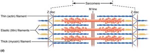 Diagram of sarcomere showing arrangement of thick and thin filaments