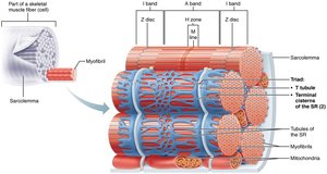 Diagram showing triad structure and arrangement of myofibrils in a muscle fiber