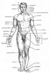Anatomical position, anterior view