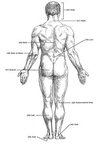 Anatomical position, posterior view