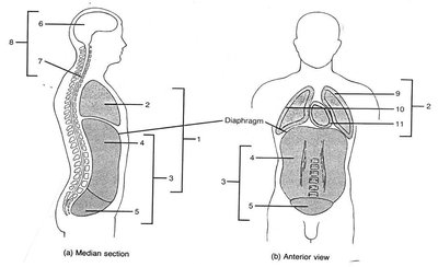Body cavities, median and anterior view