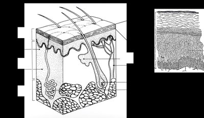 Histological sections of integument and epidermis