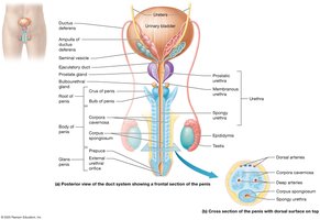 Male reproductive duct system and penis
