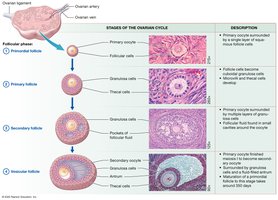 The ovarian cycle