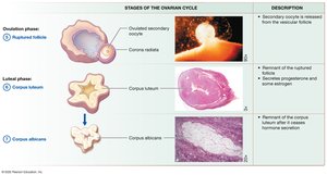 The ovarian cycle: ovulation and luteal phase