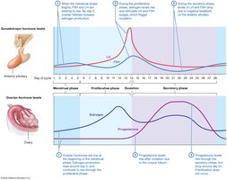 Pituitary and ovarian hormone interactions during the uterine cycle