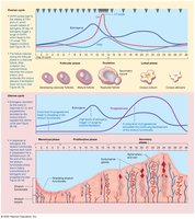 The Big Picture of Hormonal Regulation of the Ovarian and Uterine Cycles
