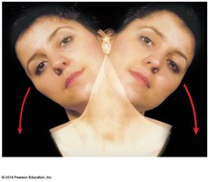 Lateral flexion of the neck