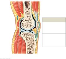 Accessory structures of a knee joint, sagittal section