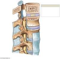 Intervertebral disc, lateral and sectional view
