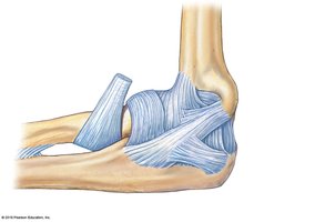 Elbow joint, medial view