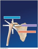 Axes of motion at a synovial joint