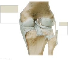 Knee joint, deep posterior view