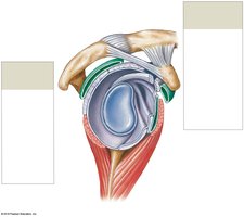 Shoulder joint, lateral view