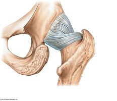 Hip joint, posterior view