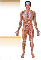 Integration of the skeletal system with other body systems