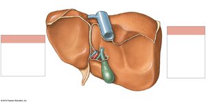 Posterior surface of the liver showing lobes and gallbladder